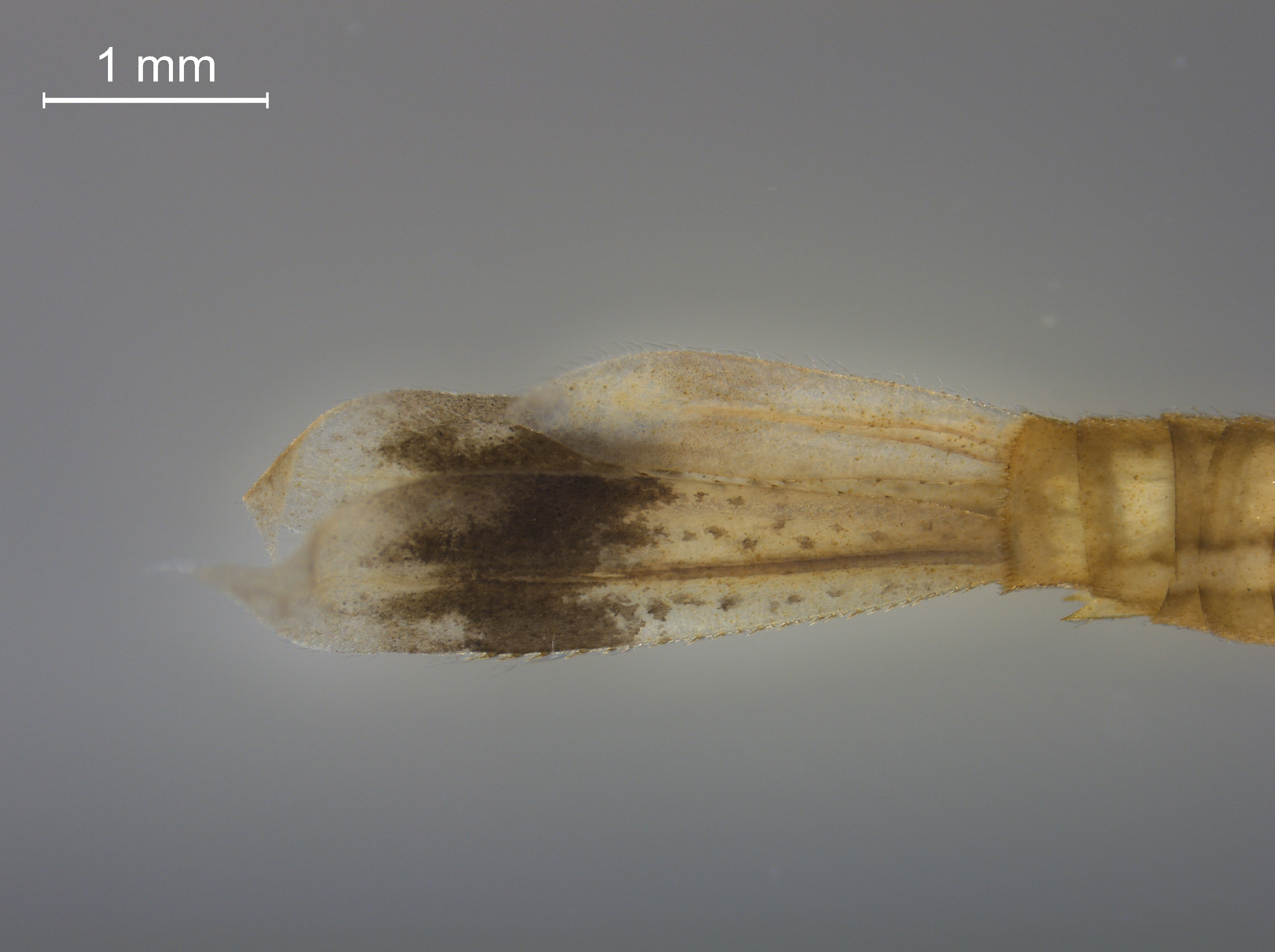 Pyrrhosoma nymphula